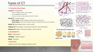 1.MORPHOLOGY OF TISSUES AND ORGANS MBBS First Year | PDF