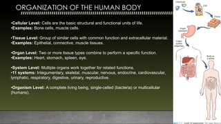 1.MORPHOLOGY OF TISSUES AND ORGANS MBBS First Year | PDF