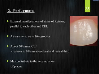 Comprehensive Overview of Enamel in Conservative Dentistry and ...