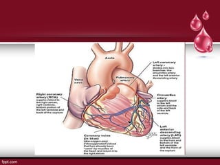 Comprehensive Overview of Coronary Heart Disease: Pathogenesis ...