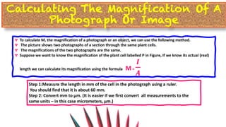 Cell Image Ruler Comprehensive Overview of Cell Structure, Function, and Microscopy | PDF