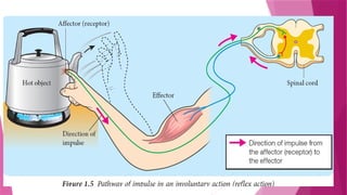 Stigmule Understanding the Human Nervous System: Stimuli and Responses Explained ...
