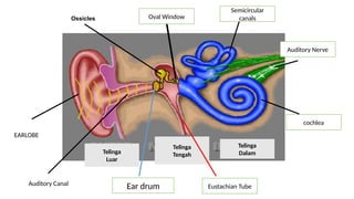 Comprehensive Overview of Human Sensory Organs and Plant Responses to ...