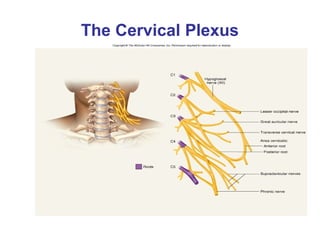 Comprehensive Overview of Human Spinal Cord Anatomy and Somatic ...