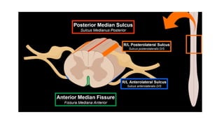 Comprehensive Overview of the Human Spinal Cord Anatomy and Functions ...