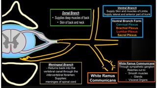 Comprehensive Overview of the Human Spinal Cord Anatomy and Functions ...