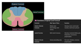 Comprehensive Overview of the Human Spinal Cord Anatomy and Functions ...
