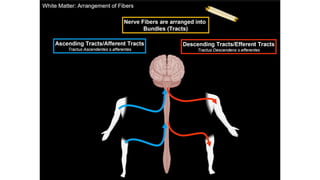 Comprehensive Overview of the Human Spinal Cord Anatomy and Functions ...