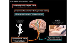 Comprehensive Overview of the Human Spinal Cord Anatomy and Functions ...