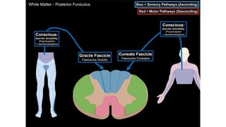 Comprehensive Overview of the Human Spinal Cord Anatomy and Functions ...