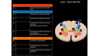 Comprehensive Overview of the Human Spinal Cord Anatomy and Functions ...
