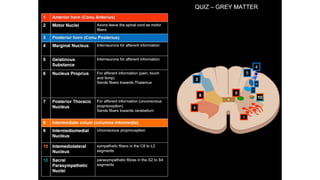 Comprehensive Overview of the Human Spinal Cord Anatomy and Functions ...
