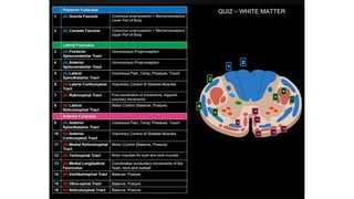 Comprehensive Overview of the Human Spinal Cord Anatomy and Functions ...