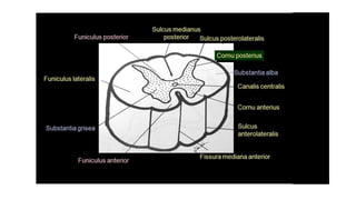 Comprehensive Overview of the Human Spinal Cord Anatomy and Functions ...