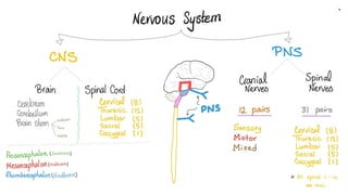 Comprehensive Overview of the Human Spinal Cord Anatomy and Functions ...