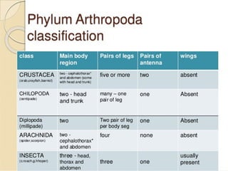 The Phylum Arthropoda- Classification of the different arthropods | PPTX