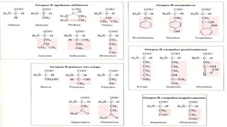 Comprehensive Overview of Proteins: Structure, Function, and ...