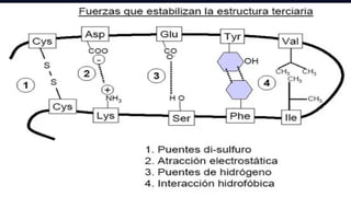 Comprehensive Overview of Proteins: Structure, Function, and ...