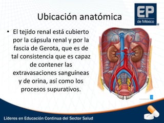 Anatomía y Fisiología Detallada de los Riñones y el Aparato Urinario | PDF
