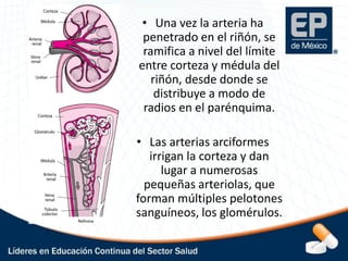 Anatomía y Fisiología Detallada de los Riñones y el Aparato Urinario | PDF