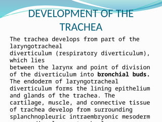 Comprehensive Development and Clinical Anatomy of the Respiratory ...