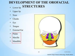 Comprehensive Overview of Human Facial Development in Embryology | PPTX
