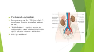 Comprehensive Renal Ultrasound: Embryology, Anatomy, and Variants | PPTX