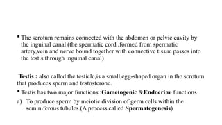 Comprehensive Overview of Human Reproductive Physiology and Anatomy | PPTX