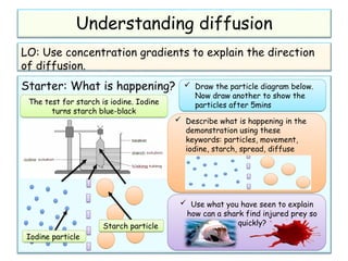 Comprehensive Guide to Diffusion: Understanding Concentration Gradients ...
