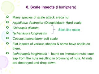 Comprehensive Guide to Arecanut Pests and Their Management | PPTX