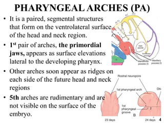 Comprehensive Overview of the Head and Neck Development | PDF