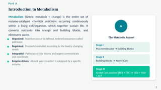 Introduction to Metabolism
Part A
Metabolism (Greek: metabole = change) is the entire set of
enzyme-catalyzed chemical reactions occurring continuously
within a living cell/organism, which together sustain life. It
converts nutrients into energy and building blocks, and
eliminates waste.
Organized: Reactions occur in defined, ordered sequences called
pathways
Regulated: Precisely controlled according to the body's changing
needs
Integrated: Pathways across tissues and organs communicate
and coordinate
Enzyme-driven: Almost every reaction is catalyzed by a specific
enzyme
M
The Metabolic Funnel
Stage I
Macromolecules → building blocks
Stage II
Building blocks → Acetyl-CoA
Stage III
Acetyl-CoA oxidized (TCA + ETC) → CO2 + H2O
+ ATP
2
 