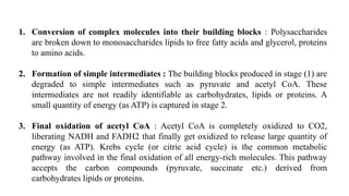1. Conversion of complex molecules into their building blocks : Polysaccharides
are broken down to monosaccharides lipids to free fatty acids and glycerol, proteins
to amino acids.
2. Formation of simple intermediates : The building blocks produced in stage (1) are
degraded to simple intermediates such as pyruvate and acetyl CoA. These
intermediates are not readily identifiable as carbohydrates, lipids or proteins. A
small quantity of energy (as ATP) is captured in stage 2.
3. Final oxidation of acetyl CoA : Acetyl CoA is completely oxidized to CO2,
liberating NADH and FADH2 that finally get oxidized to release large quantity of
energy (as ATP). Krebs cycle (or citric acid cycle) is the common metabolic
pathway involved in the final oxidation of all energy-rich molecules. This pathway
accepts the carbon compounds (pyruvate, succinate etc.) derived from
carbohydrates lipids or proteins.
 