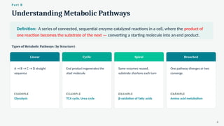 Understanding Metabolic Pathways
Part B
Definition: A series of connected, sequential enzyme-catalyzed reactions in a cell, where the product of
one reaction becomes the substrate of the next — converting a starting molecule into an end product.
Types of Metabolic Pathways (by Structure)
Linear
A → B → C → D straight
sequence
EXAMPLE
Glycolysis
Cyclic
End product regenerates the
start molecule
EXAMPLE
TCA cycle, Urea cycle
Spiral
Same enzymes reused,
substrate shortens each turn
EXAMPLE
β-oxidation of fatty acids
Branched
One pathway diverges or two
converge
EXAMPLE
Amino acid metabolism
6
 