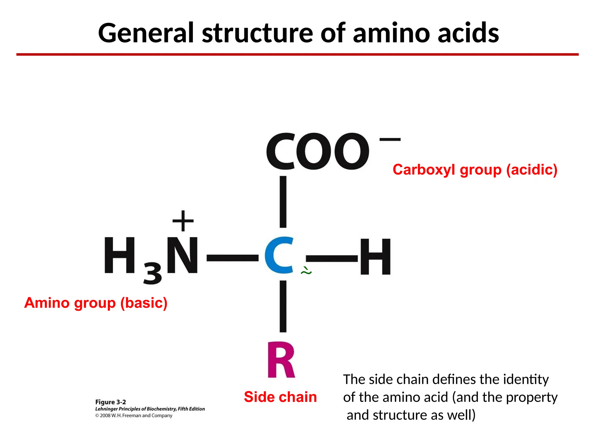 Биохимия 1-2 aminoacid. lehninger chapter 2 water, water water ...
