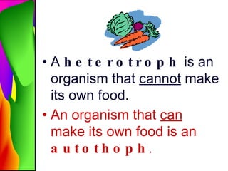 A  heterotroph  is an organism that  cannot  make its own food. An organism that  can  make its own food is an  autothoph .   