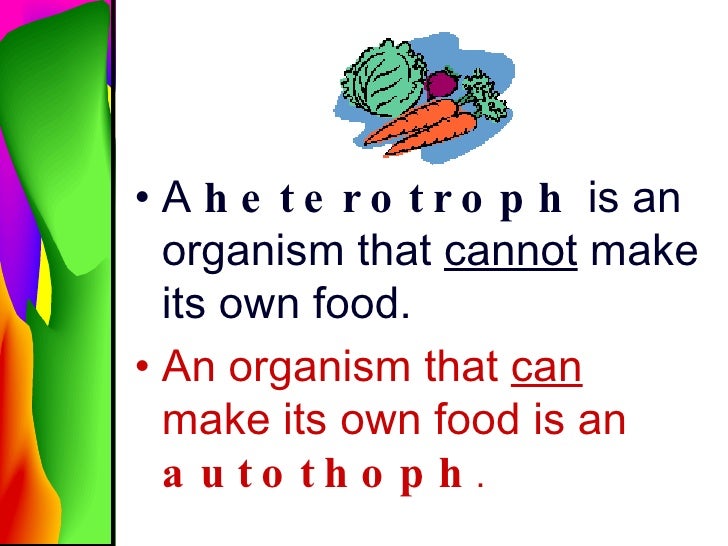 Can The Human Body Make Its Own Food Can The Human Body Make Its Own Food
