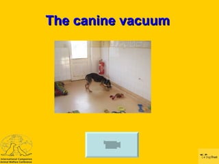 The canine vacuum  