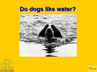 Do dogs like water?  