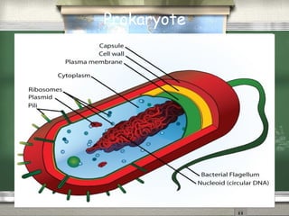 Prokaryote 