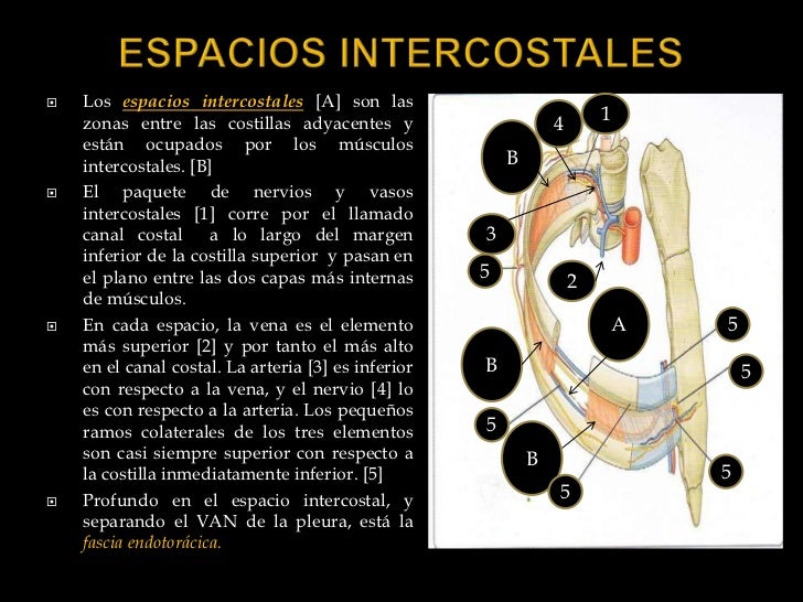 1.2 pared toracica esqueleto y espacios intercostales