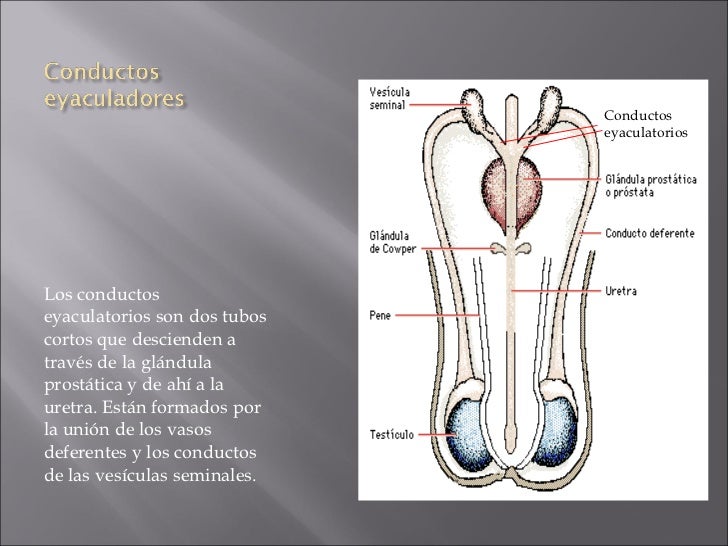Aparato Reproductor Masculino Aparato Reproductor Masculino