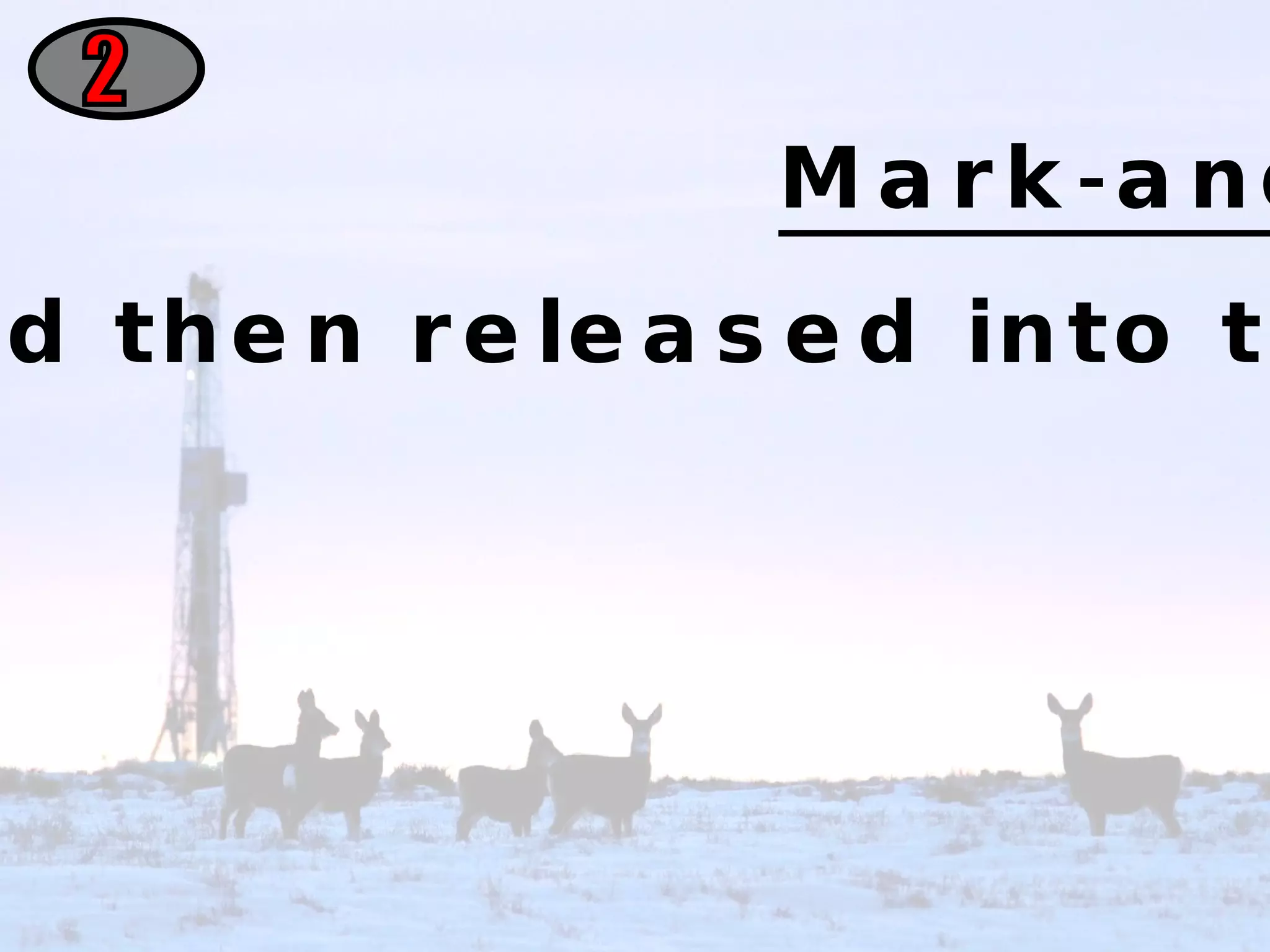 2 Mark-and-Recapture Animal is captured, marked, and then released into the environment.  They are then recaptured and counted. 