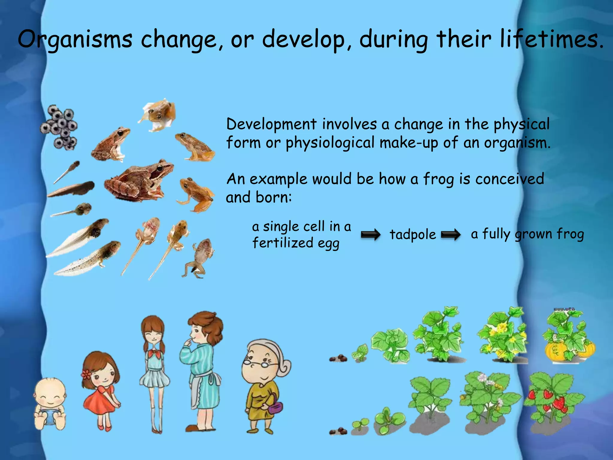 Organisms change, or develop, during their lifetimes.
Development involves a change in the physical
form or physiological make-up of an organism.
An example would be how a frog is conceived
and born:
a single cell in a
fertilized egg
tadpole a fully grown frog
 