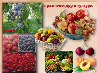 сливи
и различни други култури.
 