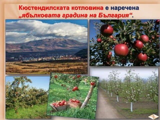 Кюстендилската котловина е наречена
„ябълковата градина на България“.
 