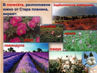 В полетата, разположени
южно от Стара планина,
виреят:
Задбалкански котловини
рози
розобер
лавандула
памук
мента
 