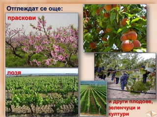 и други плодове,
зеленчуци и
култури
праскови
лозя
Отглеждат се още:
 