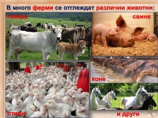 В много ферми се отглеждат различни животни:
говеда свине
птици
коне
и други
 