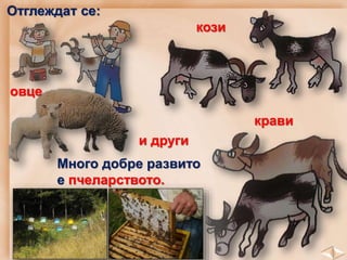Отглеждат се:
овце
кози
крави
и други
Много добре развито
е пчеларството.
 